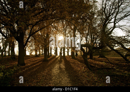 Sunray rompere attraverso gli alberi a Hampstead Heath, Londra Foto Stock