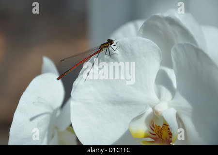 Dragonfly siede su un orchidea bianca Foto Stock