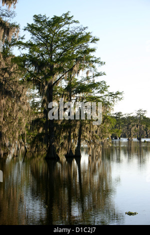 Cipressi nel lago di Martin palude, Louisiana, Stati Uniti d'America Foto Stock