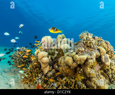 Un Clownfish nuota attraverso un corallo duro pinnacle circondato da altri pesci tropicali Foto Stock