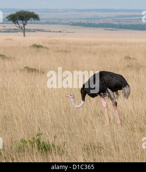 Struzzo comune in pianura Foto Stock