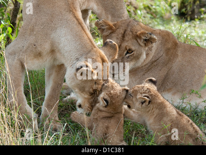 Leonessa con altri leonessa e cub toccando uno Foto Stock