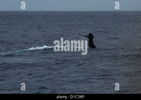 Tail slapping Humpback Whale off costa di Honolulu e Oahu, Hawaii Foto Stock