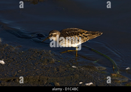 Calidris minutilla Foto Stock