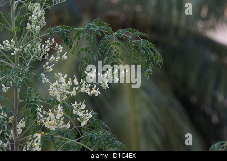 Moringa Oleifera, coscia albero fioritura. India Foto Stock