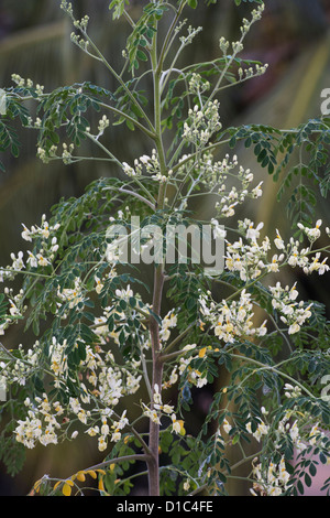 Moringa Oleifera, coscia albero fioritura. India Foto Stock
