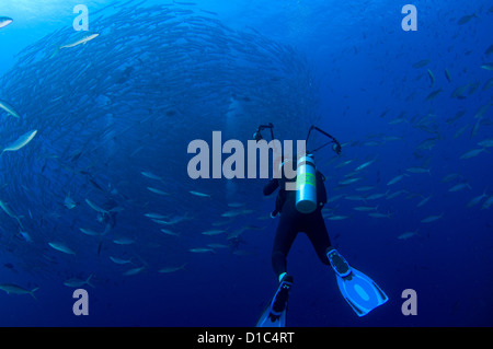 Un fotografo e la scolarizzazione chevron barracuda, Sphyraena qenie, Tifore isola, isole delle Spezie, Maluku, Halmahera, Indonesia Foto Stock