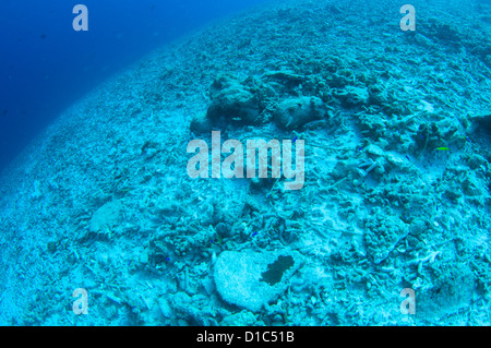 Una completamente distrutta corallina dovuta alla bomba o dynamite pesca, Isole delle Spezie, Maluku Regione, Halmahera, Indonesia, Oceano Pacifico Foto Stock
