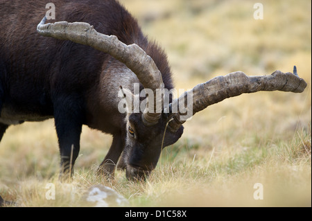 Una completamente cresciuti spagnolo di stambecco (Capra pyrenaica) maschio pascolo, che mostra nei suoi enormi corna gli impatti delle battaglie multiple. Foto Stock