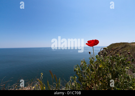 Fiore di papavero sulla costa del Mar Nero in Tracia, Bulgaria Foto Stock