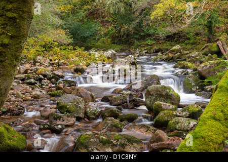Rocky River Plym fluente attraverso il legno Dewerstone vicino Shaugh prima nel Parco Nazionale di Dartmoor, Devon, Inghilterra, Regno Unito, Europa. Foto Stock