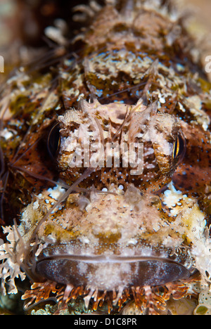 Una foto vicina della faccia del sorpionfish Papua. Un velenoso pesce che vive nella barriera corallina.Bunaken Marine Park, Indonesia Foto Stock