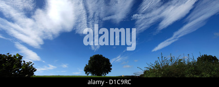 Summer Blue Skies panorama su Cotherstone Moor, Superiore Teesdale, Contea di Durham, Inghilterra, Regno Unito Foto Stock