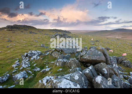 Vista da Cox Tor nel Parco Nazionale di Dartmoor. Foto Stock