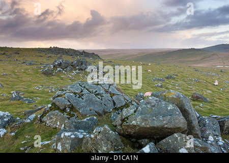 Vista da Cox Tor nel Parco Nazionale di Dartmoor. Foto Stock