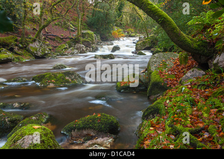 Rocky River Plym fluente attraverso il legno Dewerstone vicino Shaugh prima nel Parco Nazionale di Dartmoor, Devon, Inghilterra, Regno Unito, Europa. Foto Stock