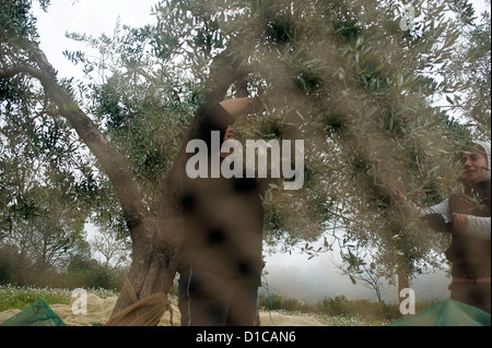 La raccolta delle olive. I dintorni di Orvieto. Terni, Umbria, Italia Foto Stock