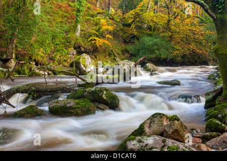 Rocky River Plym fluente attraverso il legno Dewerstone vicino Shaugh prima nel Parco Nazionale di Dartmoor, Devon, Inghilterra, Regno Unito, Europa. Foto Stock