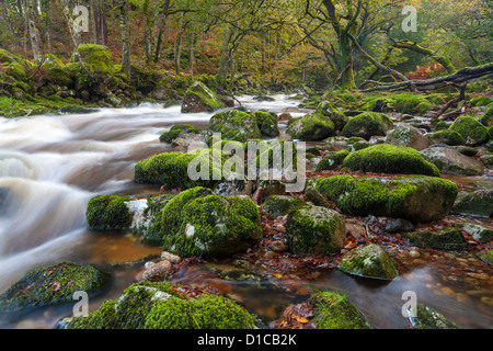 Rocky River Plym fluente attraverso il legno Dewerstone vicino Shaugh prima nel Parco Nazionale di Dartmoor, Devon, Inghilterra, Regno Unito, Europa. Foto Stock