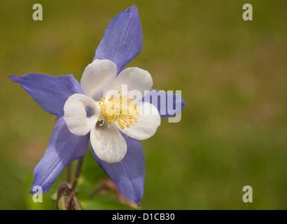 Bella blu e bianco aquilegia alpina nel giardino estivo Foto Stock