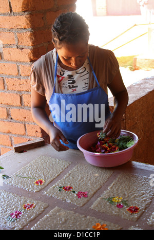 Donna malgascia da Ambalavao, Sud del Madagascar, Africa. Rendendo Antemoro carta pergamena dalla corteccia dell'albero Havoha. Foto Stock