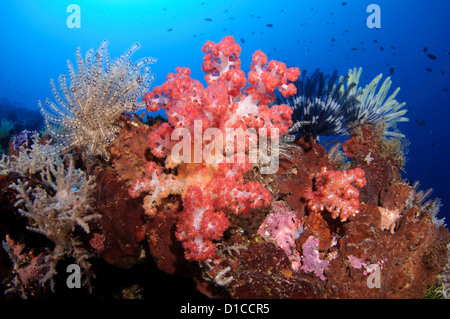 Coralli molli e crinoidi su una spugna, Isole delle Spezie, Maluku Regione, Halmahera, Indonesia, Oceano Pacifico Foto Stock