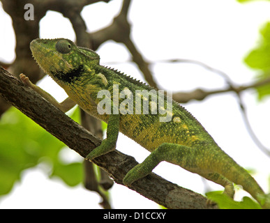 Oustalet o gigante malgascio camaleonte, Furcifer oustaleti, Chamaeleonidae, squamati. Aka Chamaeleon oustaleti. Madagascar. Foto Stock