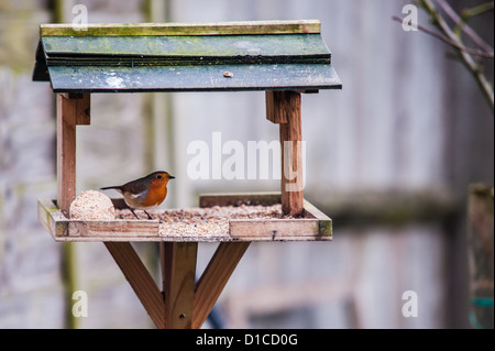 Robin seduto su una tabella di uccelli con sfera suet Foto Stock