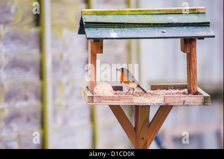 Robin seduto su una tabella di uccelli con sfera suet Foto Stock