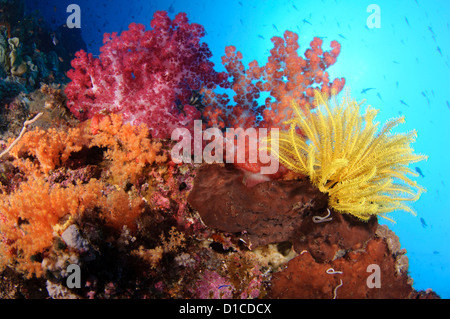 Coralli molli e crinoidi su una spugna, Pulau Pisang, Isole delle Spezie, Maluku Regione, Halmahera, Indonesia, Oceano Pacifico Foto Stock