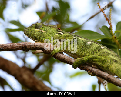 Oustalet o gigante malgascio camaleonte, Furcifer oustaleti, Chamaeleonidae, squamati. Aka Chamaeleon oustaleti. Madagascar. Foto Stock