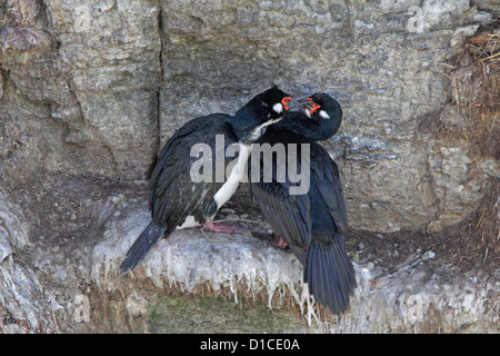 Una coppia di roccia di cormorani sul loro battuta di nesting Foto Stock