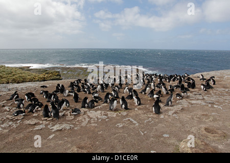 Colonia di pinguini saltaroccia on Sea Lion Island Foto Stock