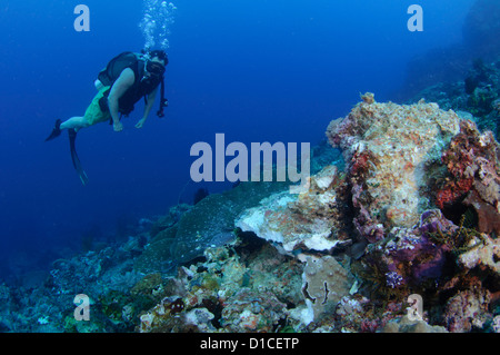 Un subacqueo ispeziona un reef parzialmente distrutto da una casa fatta di esplosivo o bomba per la pesca, Pulau Pisang, Isole delle Spezie, Maluku Foto Stock