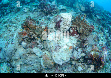 Un reef parzialmente distrutto da una casa fatta di esplosivo o bomba per la pesca, Pulau Pisang, Isole delle Spezie, Maluku Regione, Halmahera Foto Stock