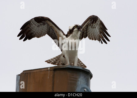 Falco pescatore (Pandion haliaetus) chiamando & sbattimenti ali sulla cima di una strada nella luce di Nanaimo, Isola di Vancouver, BC, Canada nel Maggio Foto Stock