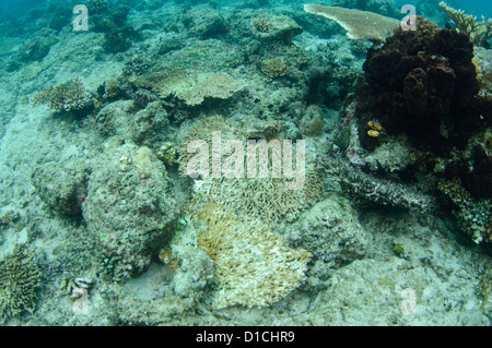 Danneggiato coralli duri, Isole delle Spezie, Maluku Regione, Halmahera, Indonesia, Oceano Pacifico Foto Stock