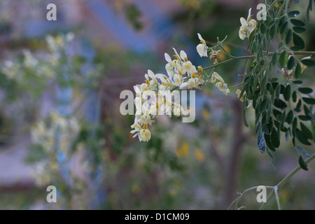 Moringa Oleifera, coscia albero fioritura. India Foto Stock