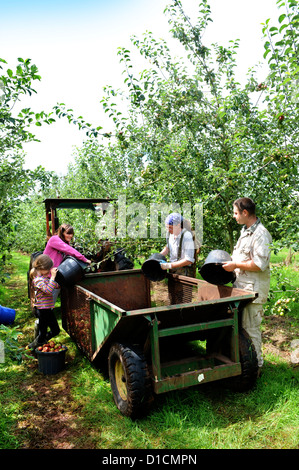 Il sidro di mele rendendo a Broome Agriturismo vicino a Ross-on-Wye Regno Unito dove si trova il campeggio libero e degustazione di volontariato raccoglitrici di Apple Foto Stock