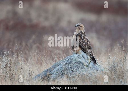 Rough-Hawk zampe arroccato su un masso, Western Montana Foto Stock