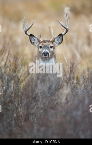 White-tailed Buck ritratto, Western Montana Foto Stock