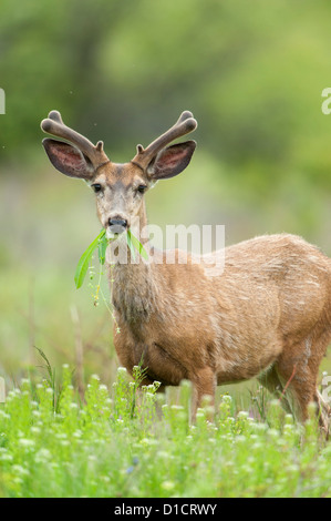 Mule Deer alimentazione su fresche erbe di primavera, Western Montana Foto Stock