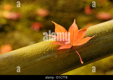 Red maple leaf imbevuti di rugiada di mattina su un recinto di bambù. Foto Stock