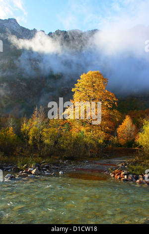 Alberi di faggio (Fagus sylvatica) in autunno. Parco Nazionale di Ordesa y Monte Perdido. Provincia di Huesca. Aragon, Pirenei Foto Stock