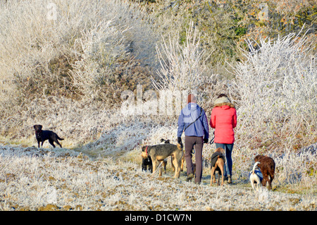 Inverno tempo donne che camminano cane sul campo rurale percorso presto mattina esercizio molti cani e cappotti per camminatori hoar Gelo su hedgerow Essex Inghilterra UK Foto Stock