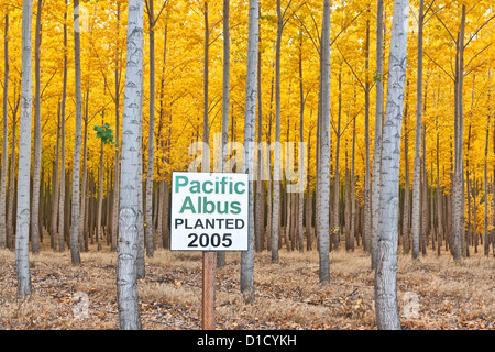 Pioppo ibrido plantation, Oregon Foto Stock