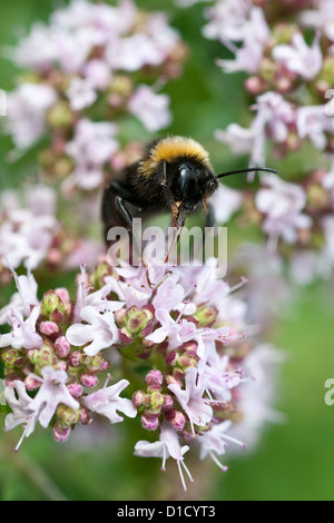 Berlino, Germania, a bumblebee siede sulla fioritura di possiedi Foto Stock