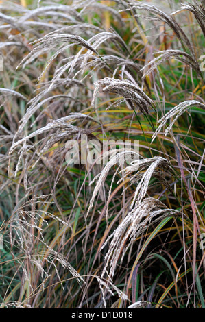 Carex buchananii red rooster frost brown Graminacee ornamentali foglie fogliame ritratti di piante perenni sempreverdi inverno Foto Stock