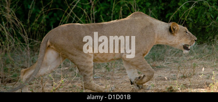 Leonessa stalking da boccole Foto Stock