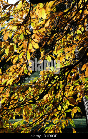 Castanea sativa Sweet Chestnut autunno autunno d'oro giallo colore colore di alberi decidui foglia foglia retroilluminazione retroilluminato Foto Stock